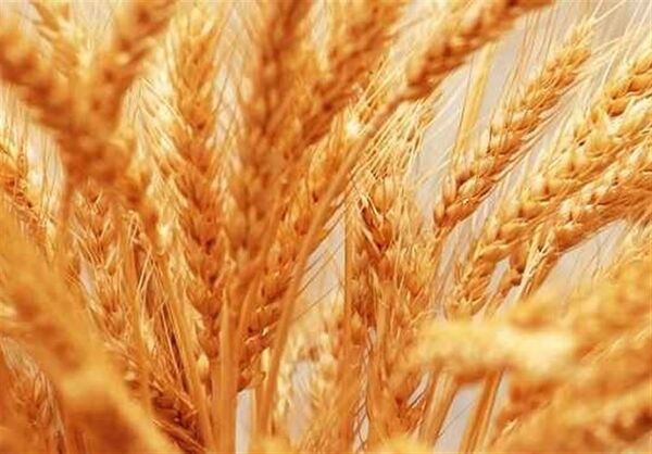 افزایش 30 درصدی تولید گندم با اجرای طرح ملی گندم‌‌بنیان