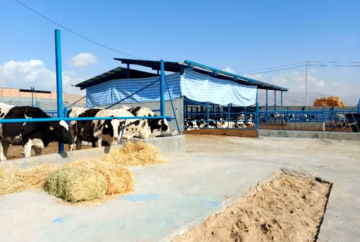 فاز اول مجتمع دامپروری گاو شیری ۱۰۰۰ راسی در شیروان به بهره برداری رسید