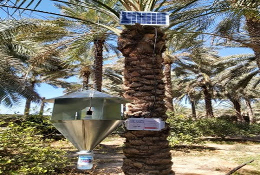 مبارزه با آفات چوبخوار نخیلات با نصب تله‌های نوری