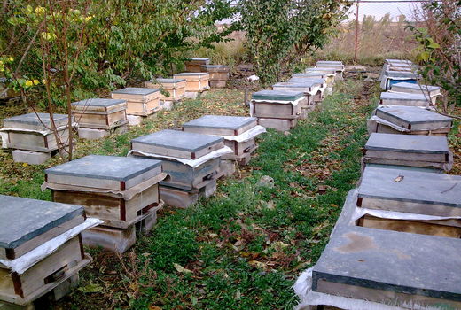 49 تن عسل در زنبورستانهای شهرستان آبیک تولید شد