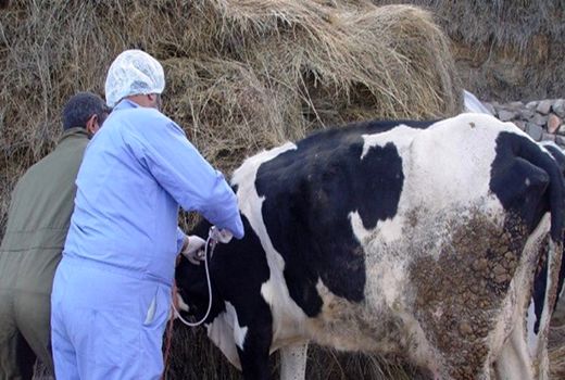 واکسیناسیون رایگان تب برفکی دام‌های سنگین در کردستان