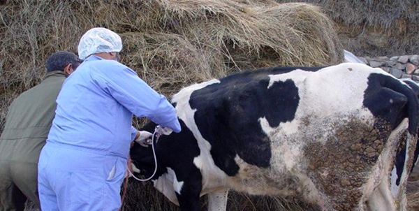 واکسیناسیون رایگان تب برفکی دام‌های سنگین در کردستان