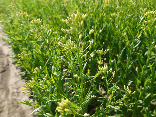 کشت یکپارچه ی 60 هکتار کاملینا در فیروزآباد