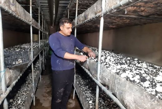 تولید سالانه 2هزار و 400 تن قارچ خوراکی در  شهرستان قزوین 