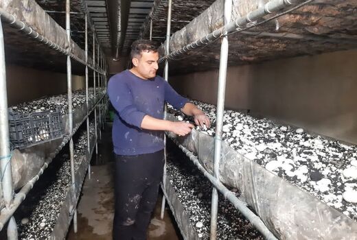 تولید سالانه 2هزار و 400 تن قارچ خوراکی در  شهرستان قزوین 