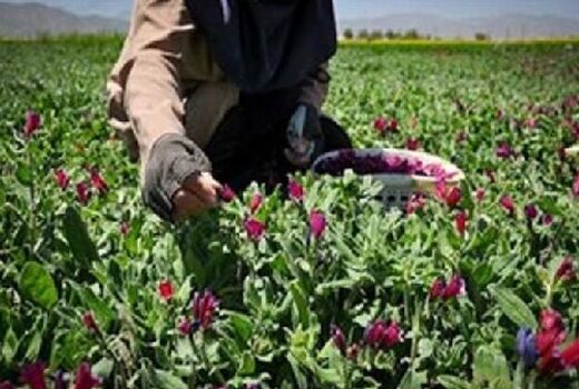 دیم‌کاری گیاهان دارویی با هدف ترویج کشت پایدار در دیمزارهای آذربایجان شرقی