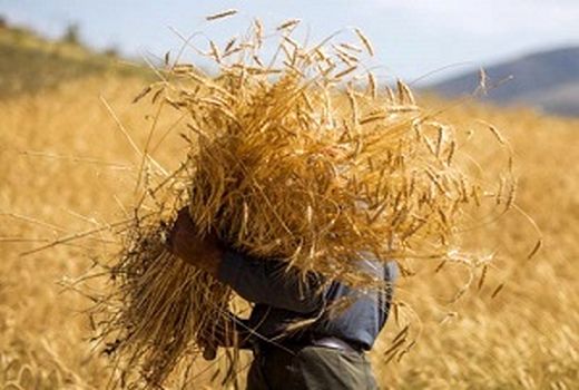 ​برداشت گندم توسط ۸۲ هزار بهره بردار کردستانی