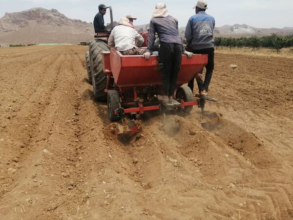 افزایش سطح زیر کشت سیب زمینی درخرم بید 