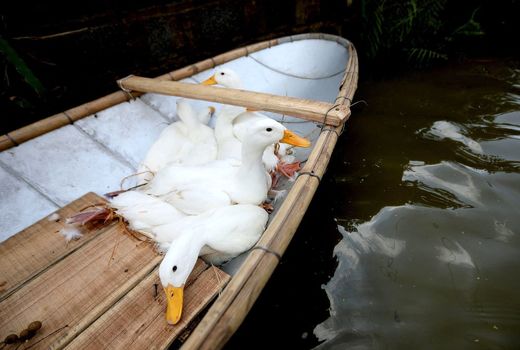 سیل در ویتنام 