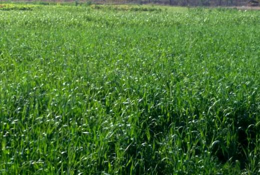 کشت ۱۶۰ هکتار تریتیکاله در اراضی استان قزوین