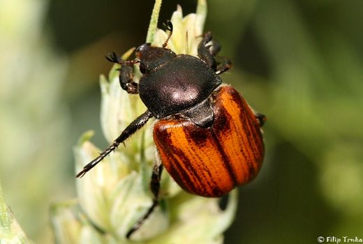 توصیه‌های فنی برای مبارزه با سوسک‌های سیاه و قهوه‌ای گندم