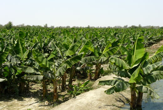 تولید سالانه بیش از ۱۵۸ هزار تن میوه گرمسیری