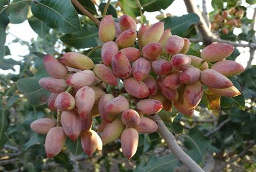 تولید 25 هزارتن پسته خشک در فارس
