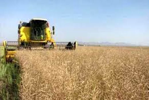 قیمت هر کیوگرم کلزا هشت هزارتومان افزایش یافت