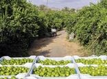 ورود سازمان مرکزی تعاون روستایی به خرید توافقی لیمو از باغداران