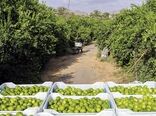ورود سازمان مرکزی تعاون روستایی به خرید توافقی لیمو از باغداران