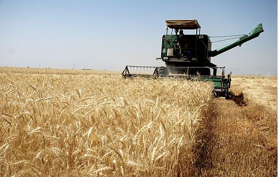 فعالیت شبکه مراقبت گندم در سطح 4000  هکتار  در 20 روستا
