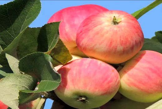 افزایش 10 درصدی تولید سیب گلاب در بیضا