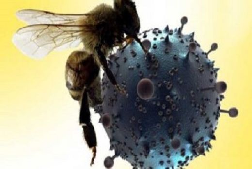 واکنش موسسه سرم‌سازی رازی به ادعای مطرح‌شده در خصوص درمان قطعی کرونا (کووید-19) با زهر زنبورعسل