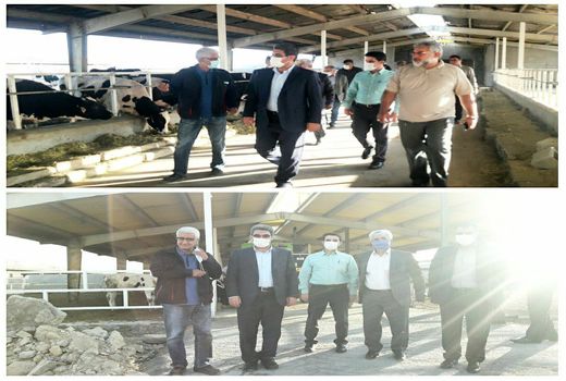 پروژه گاوداری سه هزار راسی در ماهیدشت در حال اجراست 