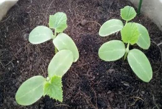 صادرات محصولات هیبریدی دهاقان به کشورهای همسایه