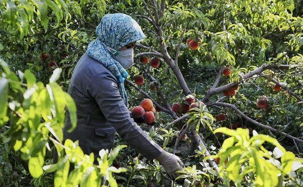 ۴۰ هزار هکتار باغات اصفهان درگیر تنش‌آبی هستند