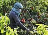 ۴۰ هزار هکتار باغات اصفهان درگیر تنش‌آبی هستند