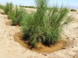 نهال‌کاری 125 هکتار از اراضی بیابانی بخش امیرآباد