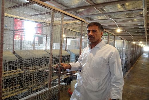 مرغ های بومی فارس، سه برابر بیشتر از قبل تخم می گذارند 