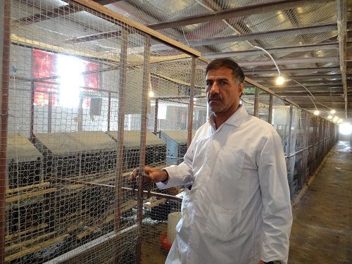 مرغ های بومی فارس، سه برابر بیشتر از قبل تخم می گذارند 