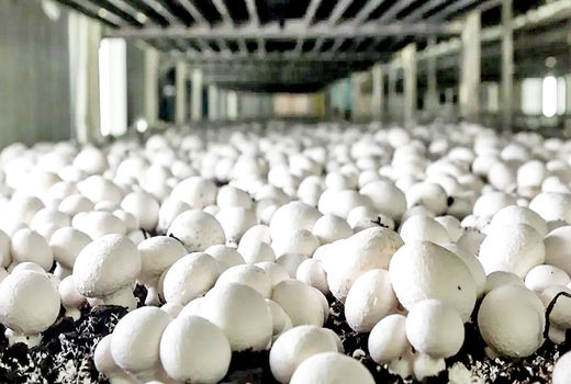 ثبات قیمت قارچ در بازار/ روزانه ۹۰۰ تن قارچ در کشور تولید می‌شود