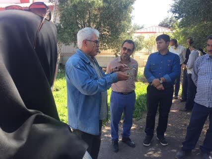 برگزاری روز انتقال یافته های تحقیقاتی زیتون در منطقه طارم سفلی