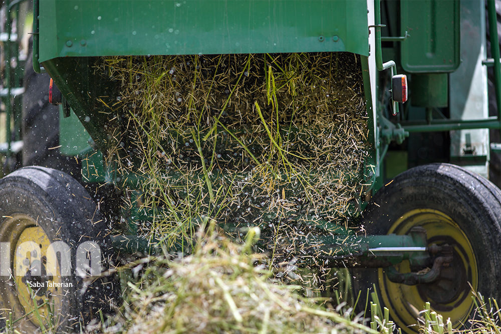 برداشت کلزا