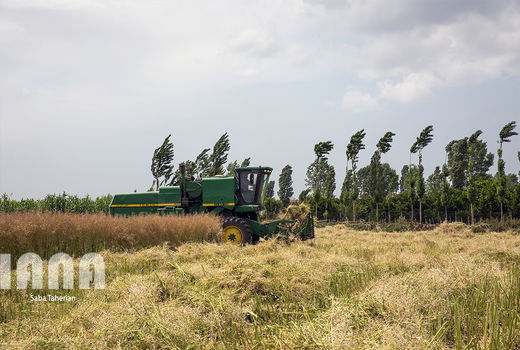 کشت کلزا به‌جای آب‌برها در قائم‌شهر 