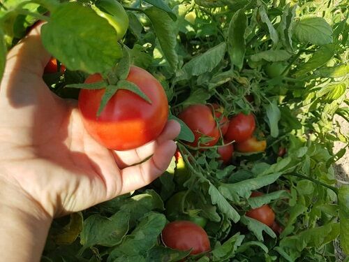 تولید گوجه فرنگی گواهی شده در خرامه