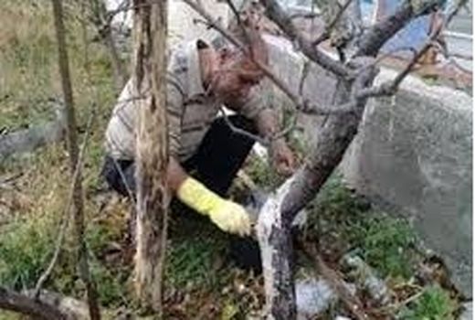 اجرای طرح حفاظت از درختان با استفاده از کائولین در مرودشت