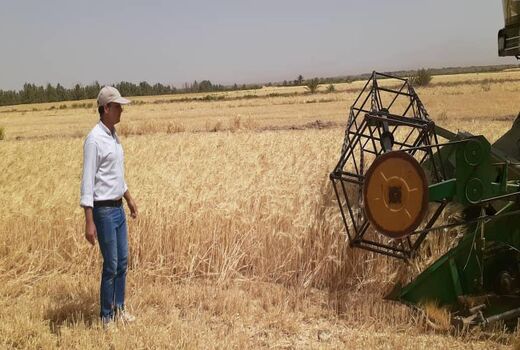 آغاز برداشت جو از مزارع شهرستان نایین