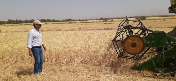 آغاز برداشت جو از مزارع شهرستان نایین