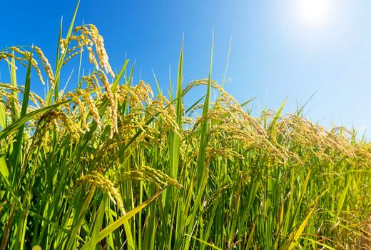 اجرای برنامه آموزشی انتقال یافته‌های محصولات زراعی تابستانه در رامهرمز