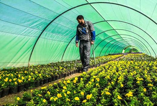 اجرای طرح سایه‌بان  در اراضی کشاورزی