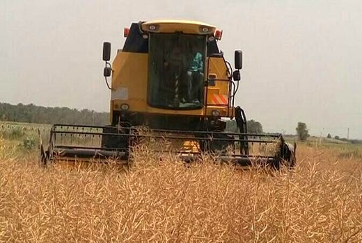 80 کمباین در قیروکارزین فعال می شود 