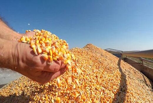 برداشت ذرت دانه‌ای از مزارع داراب آغاز شد