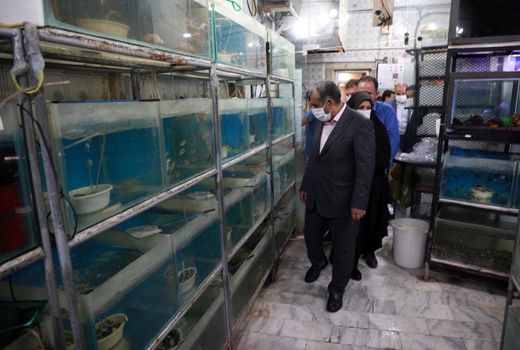 بازدید استاندار قزوین از بزرگترین مرکز تکثیر و پرور ش ماهیان زینتی در کشور