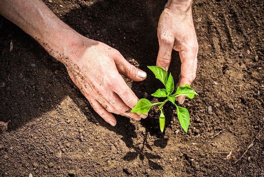  140 هزار اصله نهال در چهارمحال و بختیاری کاشته می‌شود