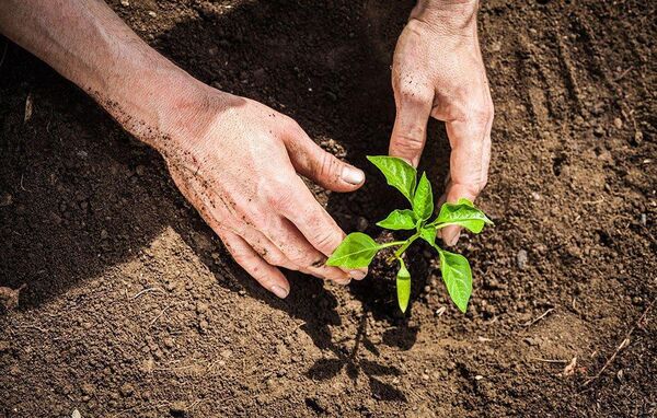  140 هزار اصله نهال در چهارمحال و بختیاری کاشته می‌شود