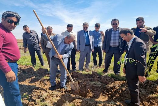 آغاز طرح زراعت چوب در کارون