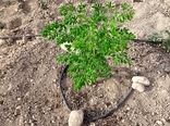 کاشت درخت مورینگا برای اولین بار در فسا