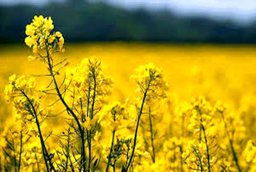 برداشت دانه روغنی کلزا در گلپایگان