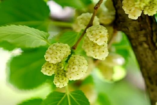 آغاز برداشت توت درختی از توتستان‌های آذربایجان غربی