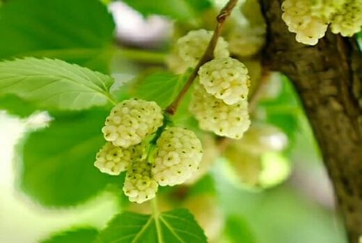 آغاز برداشت توت درختی از توتستان‌های آذربایجان غربی